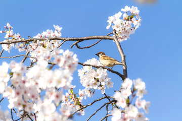 桜とスズメ