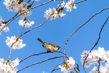 桜とスズメ