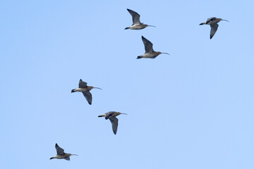 A flock of eurasian curlew (numenius arquata) in flight