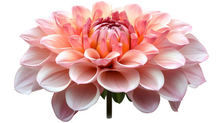 Pink Dahlia Blooms Elegantly, Isolated on White Background