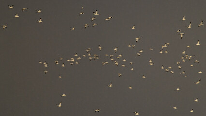 A flock of pied avocet (recurvirostra avosetta) in flight in a snow storm