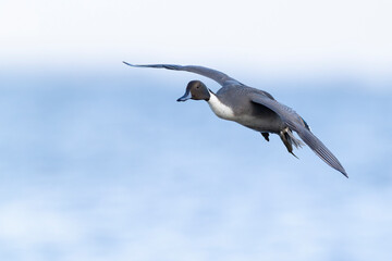 Adult male northern pintail (anas acuta) in flight