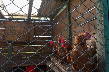 Caged Hens in a Rustic Chicken Coop