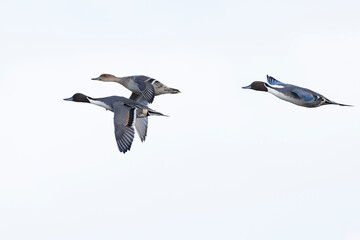 A group of male and female northern pintails (anas acuta) in flight