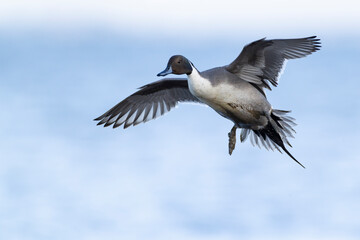 Adult male northern pintail (anas acuta) in flight