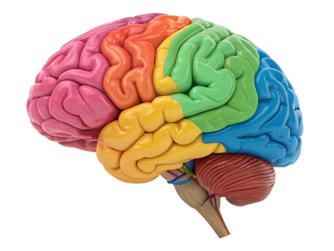 Colorful representation of human brain anatomy
