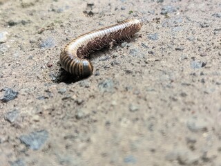 Millipedes are an order of invertebrates belonging to the phylum Arthropoda, class Myriapoda.