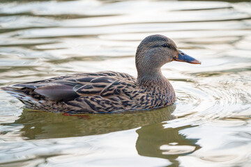 Un canard  au bois de Vincennes à Paris