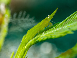 Bignose Seagrass Shrimp (Latreutes pymoeus)