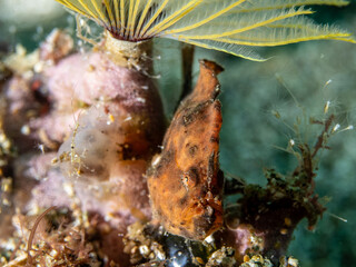 Painted Frogfish (Antennarius pictus).