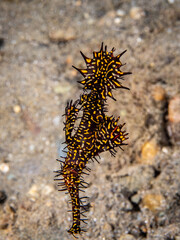 Ornate ghost pipefish (Solenostomus paradoxus)