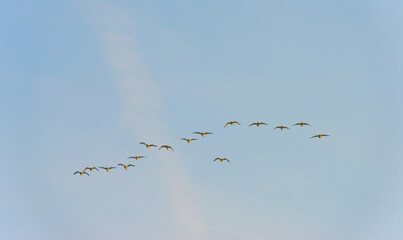 Birds flying in a yellow blue cloudy sky in the light of sunrise in winter, Almere, Flevoland, The Netherlands, March 4, 2025