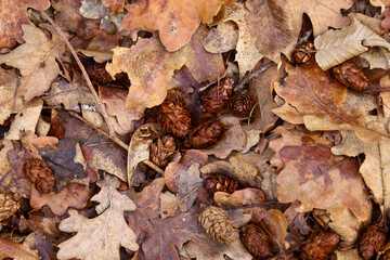 The photograph shows a close-up of fallen oak leaves and cones on a forest floor. The leaves have various shades of brown and orange, with characteristic lobed edges. 
