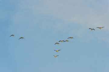 Birds flying in a yellow blue cloudy sky in the light of sunrise in winter, Almere, Flevoland, The Netherlands, March 4, 2025