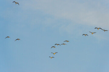 Birds flying in a yellow blue cloudy sky in the light of sunrise in winter, Almere, Flevoland, The...