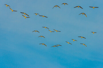 Birds flying in a yellow blue cloudy sky in the light of sunrise in winter, Almere, Flevoland, The...
