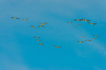 Birds flying in a yellow blue cloudy sky in the light of sunrise in winter, Almere, Flevoland, The...