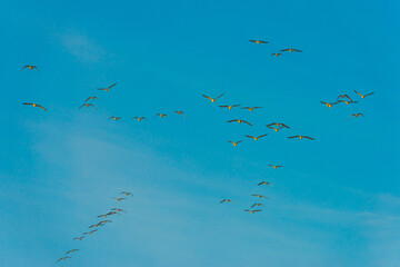Fototapeta premium Birds flying in a yellow blue cloudy sky in the light of sunrise in winter, Almere, Flevoland, The Netherlands, March 4, 2025