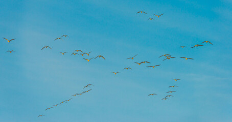 Birds flying in a yellow blue cloudy sky in the light of sunrise in winter, Almere, Flevoland, The...
