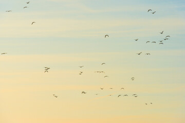 Birds flying in a yellow blue cloudy sky in the light of sunrise in winter, Almere, Flevoland, The Netherlands, March 4, 2025