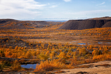Beautiful autumn forest with bright yellow larches