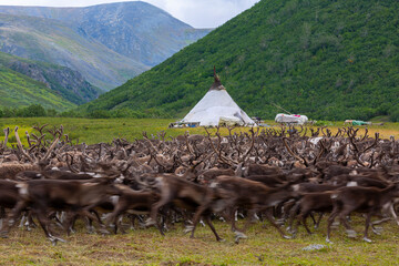 large herd of reindeers in summer day, Yamal, Russia