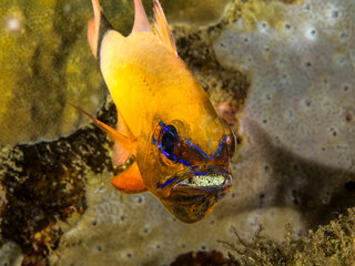 Ring-tailed cardinalfish (Ostorhinchus aureus) keeping eggs in its mouth.