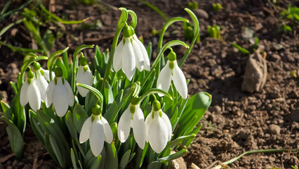 Cluster of snowdrop flowers (Galanthus nivalis) with white petals, emerging from dark soil with surrounding green foliage.