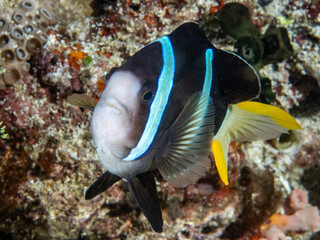 Anemone fish (Amphiprion clarkii)