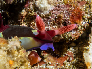 Colorful dorid nudibranch (Nembrotha chamberlaini)
