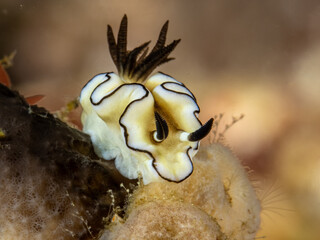 Nudibranch (Doriprismatica atromarginata)