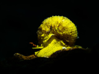 Golden Wentletrap (Epidendrium billeeanum)