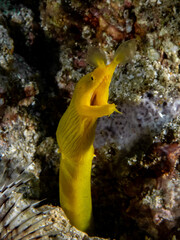 Yellow ribbon eel (Rhinomuraena quaesita)