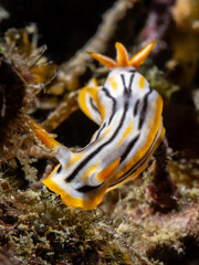 Nudibranch (Chromodoris colemani)