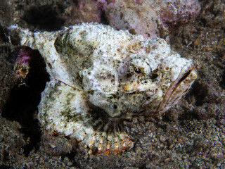 Scorpoin fish (Scorpaenopsis diabolus)