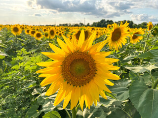 Bright sunflower blooming in cultivated field under cloudy sky
