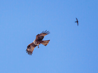 un milan noir grignotte un os