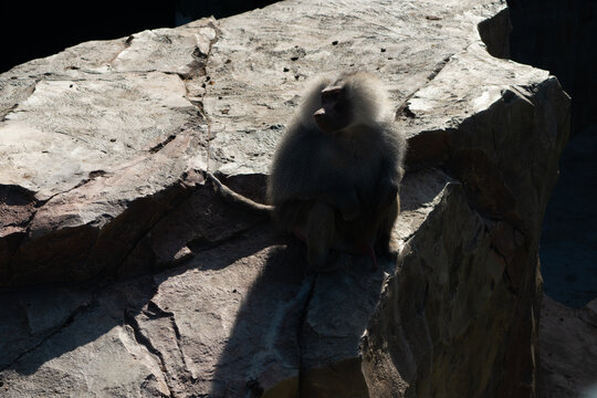Monkey Rock Zoo Exhibit - A single grey monkey sits perched on a large rock in a zoo exhibit. - Powered by Adobe