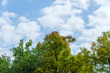 Obraz premium 青空に映える緑の木々