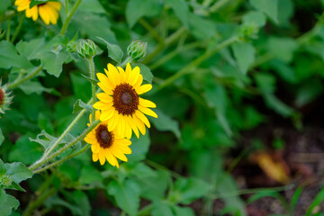 緑の中で咲く小さなヒマワリ