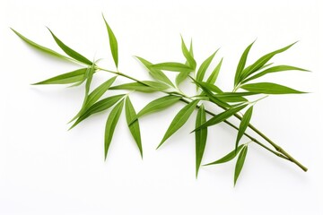 Obraz premium Tropical bamboo leaves plant herbs leaf.