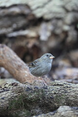 The grey bunting (Emberiza variabilis) is a species of bird in the family Emberizidae. This photo was taken in Japan.