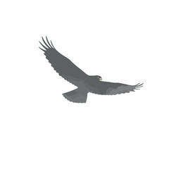 Obraz premium Eagle in Flight