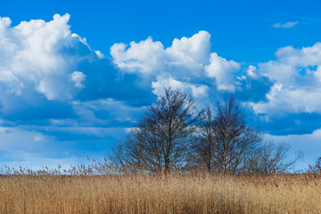 Fototapeta premium Serene landscape of trees against a backdrop of blue sky and fluffy clouds in Sweden's natural setting