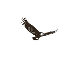 Obraz premium Flying Eagle Minimal Logo Design