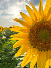 Sunflower blooming in field under cloudy sky with sun shining through clouds