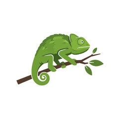 Fototapeta premium Chameleon on a Branch