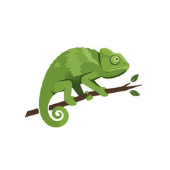 Fototapeta premium Chameleon on Branch