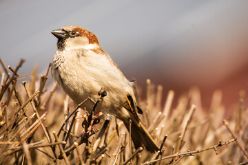 sparrow on a fence