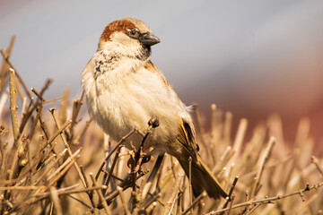 bird on a fence